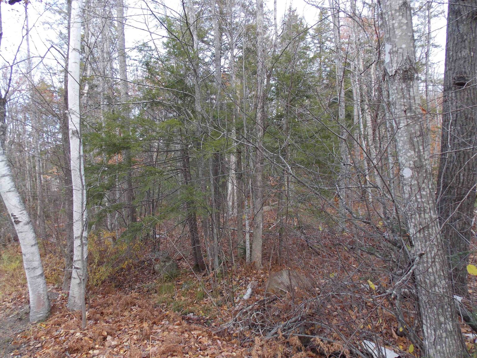 Property Photo:  Lot 49 Mittenwald Strasse Road  NH 03812 