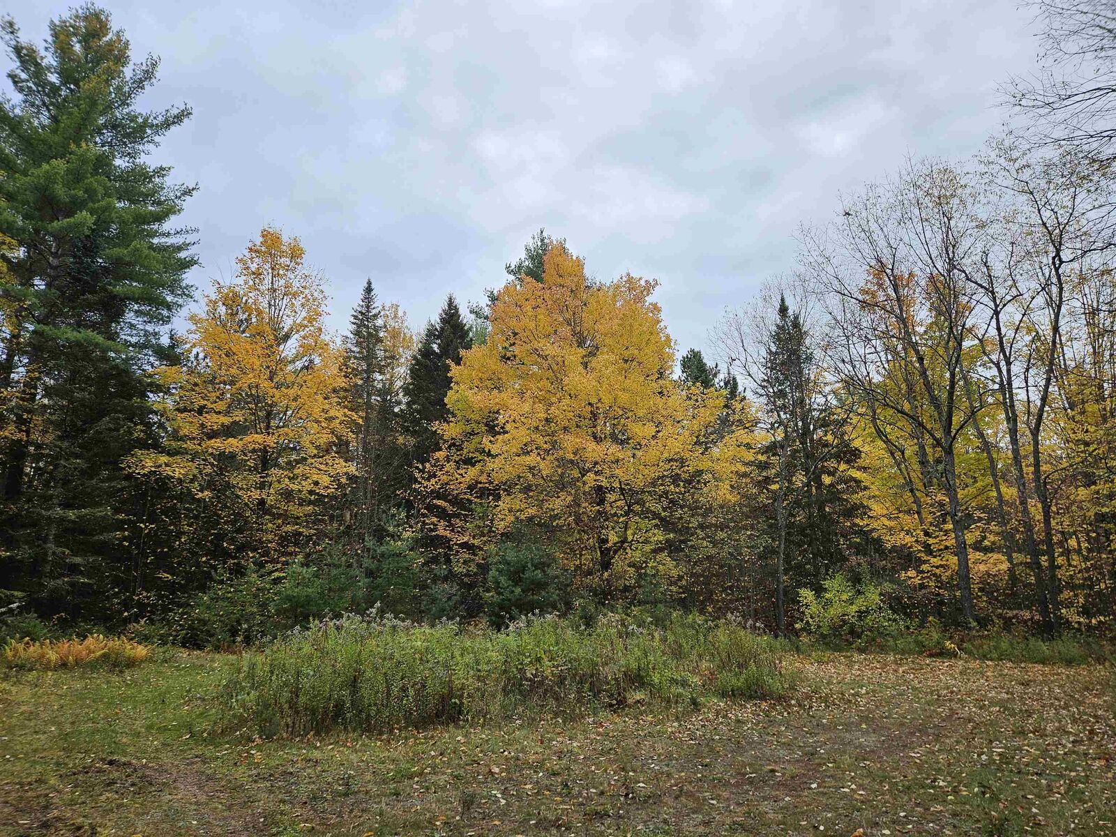 Property Photo:  1476 Profile Road  NH 03580 