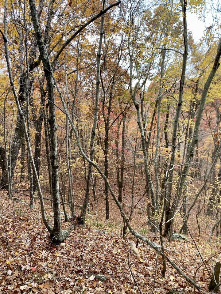 Property Photo: 40 Acres +/- Off Cr 4540 AR 72854