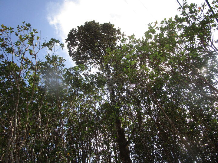 Property Photo: Lehua St HI 96771