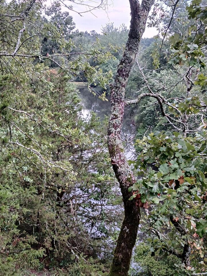 Property Photo:  Unk Polk Road 74  AR 71953 