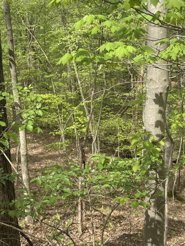 Property Photo:  0 Guyan River Road/Estate Dr  WV 25702 