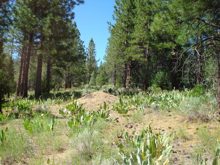 Property Photo: 288 Arrowleaf Road CA 96122