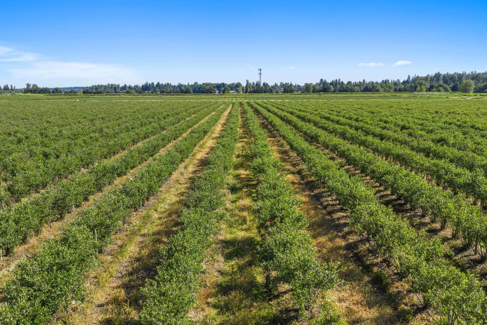 Property Photo: 15683 64 Avenue BC V3S 2A2