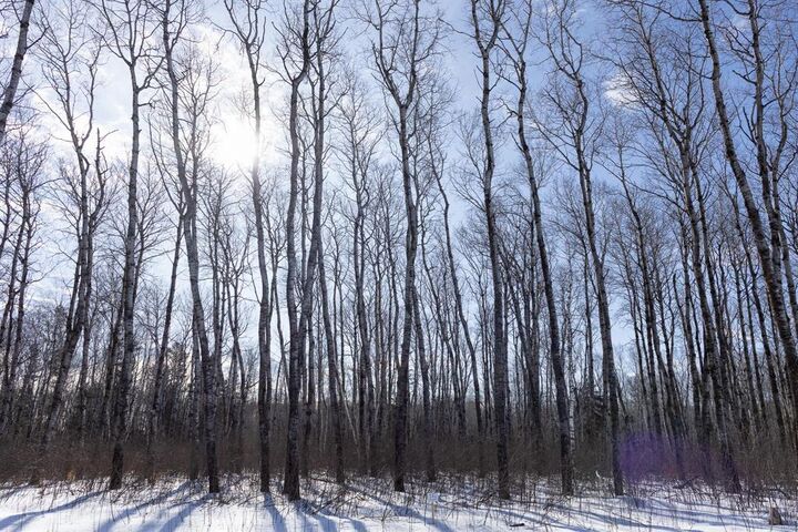 Photo de la propriété:  15 Jackpine Crescent  MB R0A 2N0 