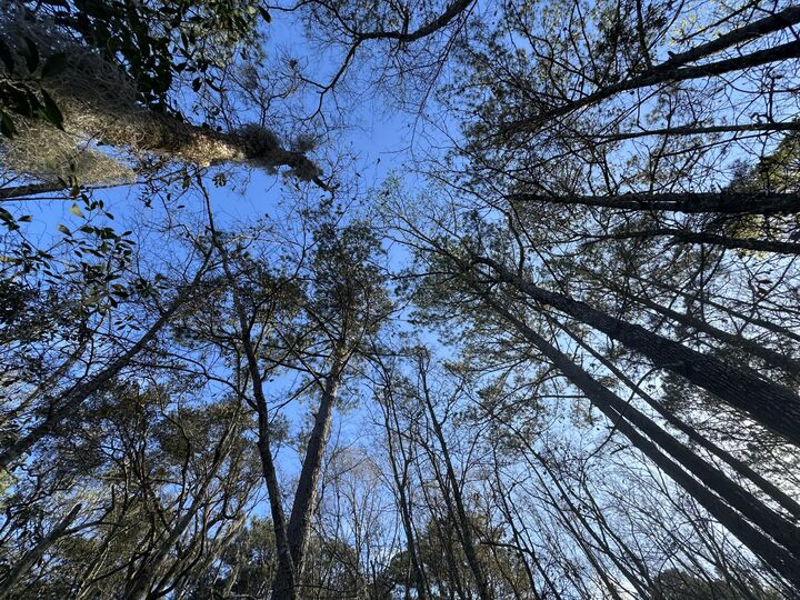 Property Photo: 0 Cooke Road Lot 1 SC 29455