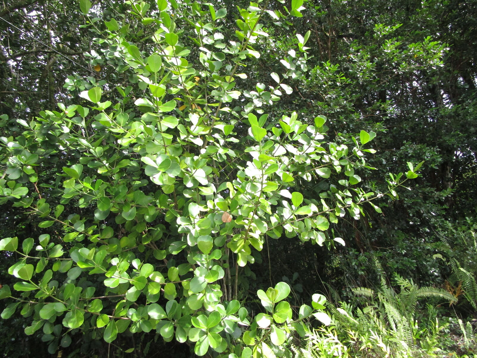 Property Photo:  Amau Rd  HI 96749 