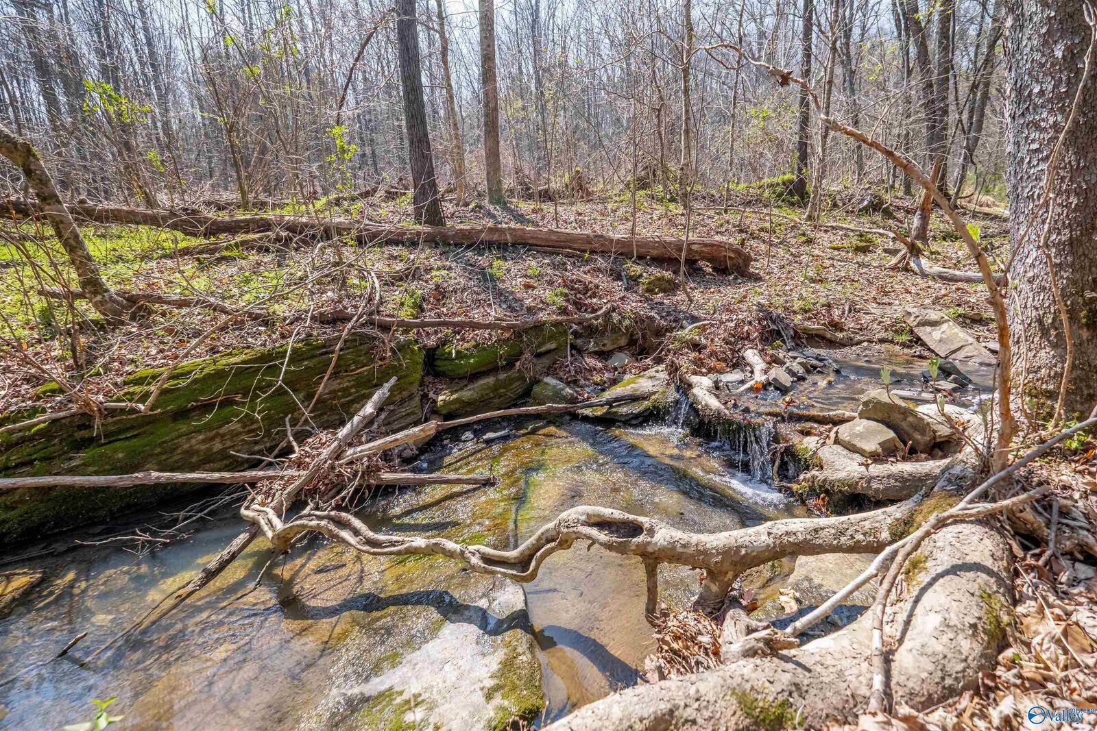 Property Photo:  163 Acres Duck Springs Road  AL 35954 