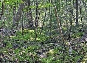 Property Photo:  N 2723 Hwy 253  WI 54870 