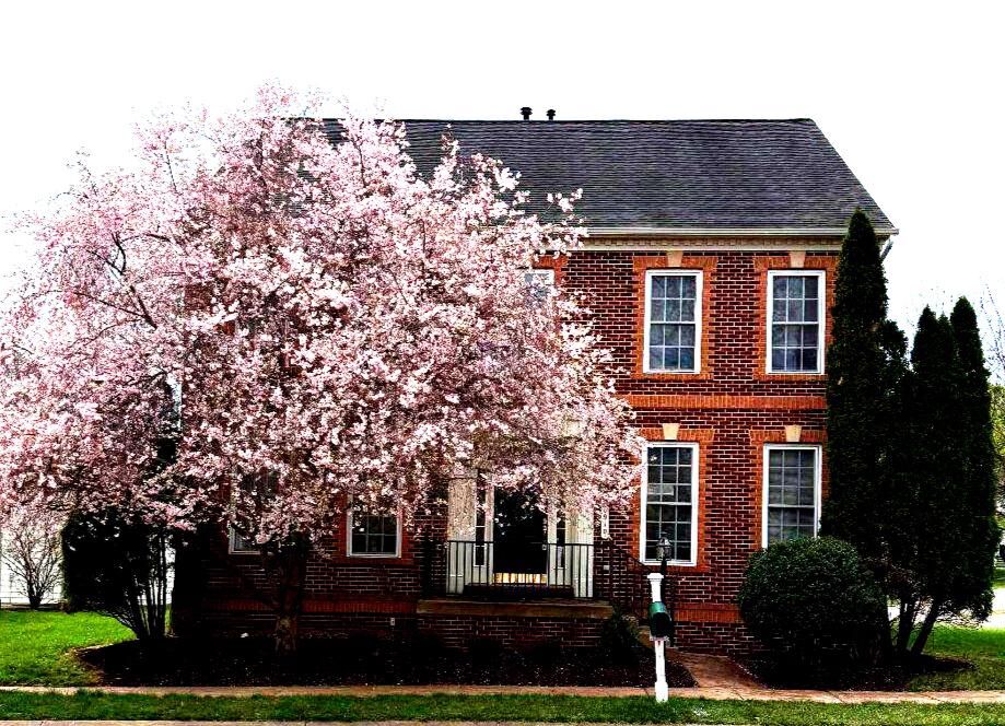 Property Photo:  6910 Bitter Root Court  VA 20155 