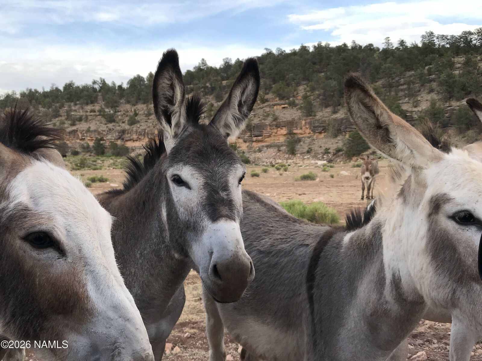 Property Photo:  10747 Espee Road  AZ 86046 