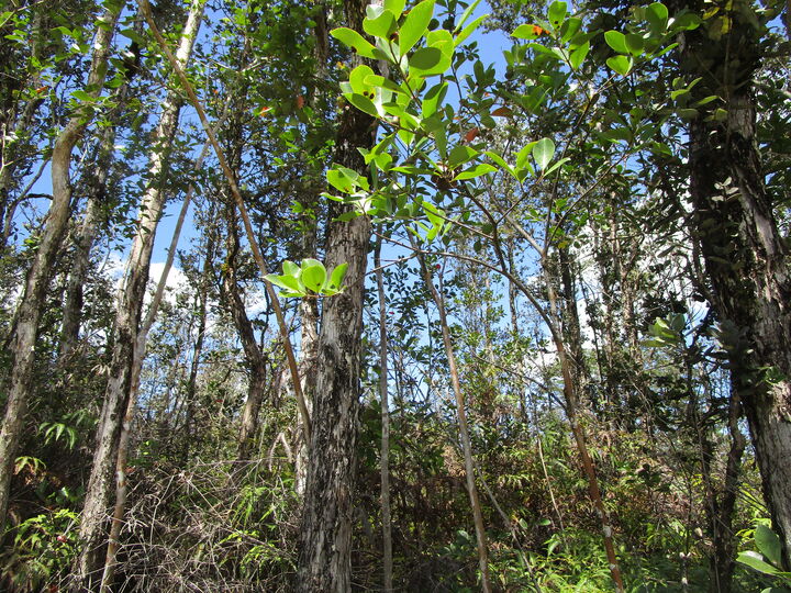 Property Photo:  Road 11 (Pulelehua)  HI 96760 