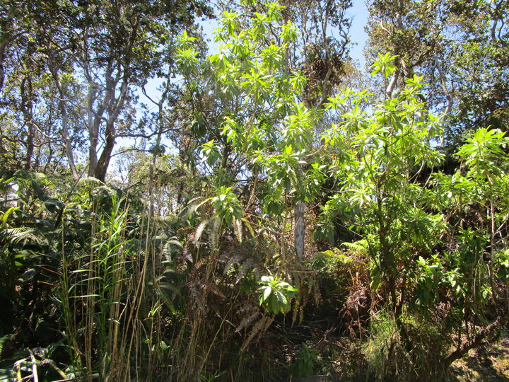 Property Photo:  Nahelenani St  HI 96785 