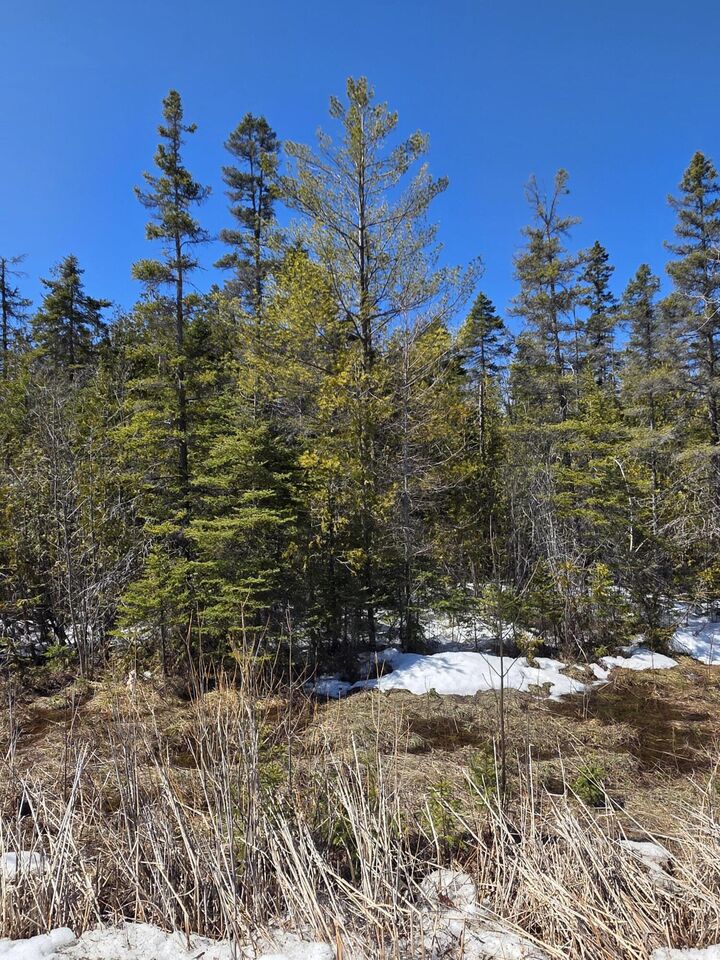 Property Photo: 245 Winyah Drive MI 49707