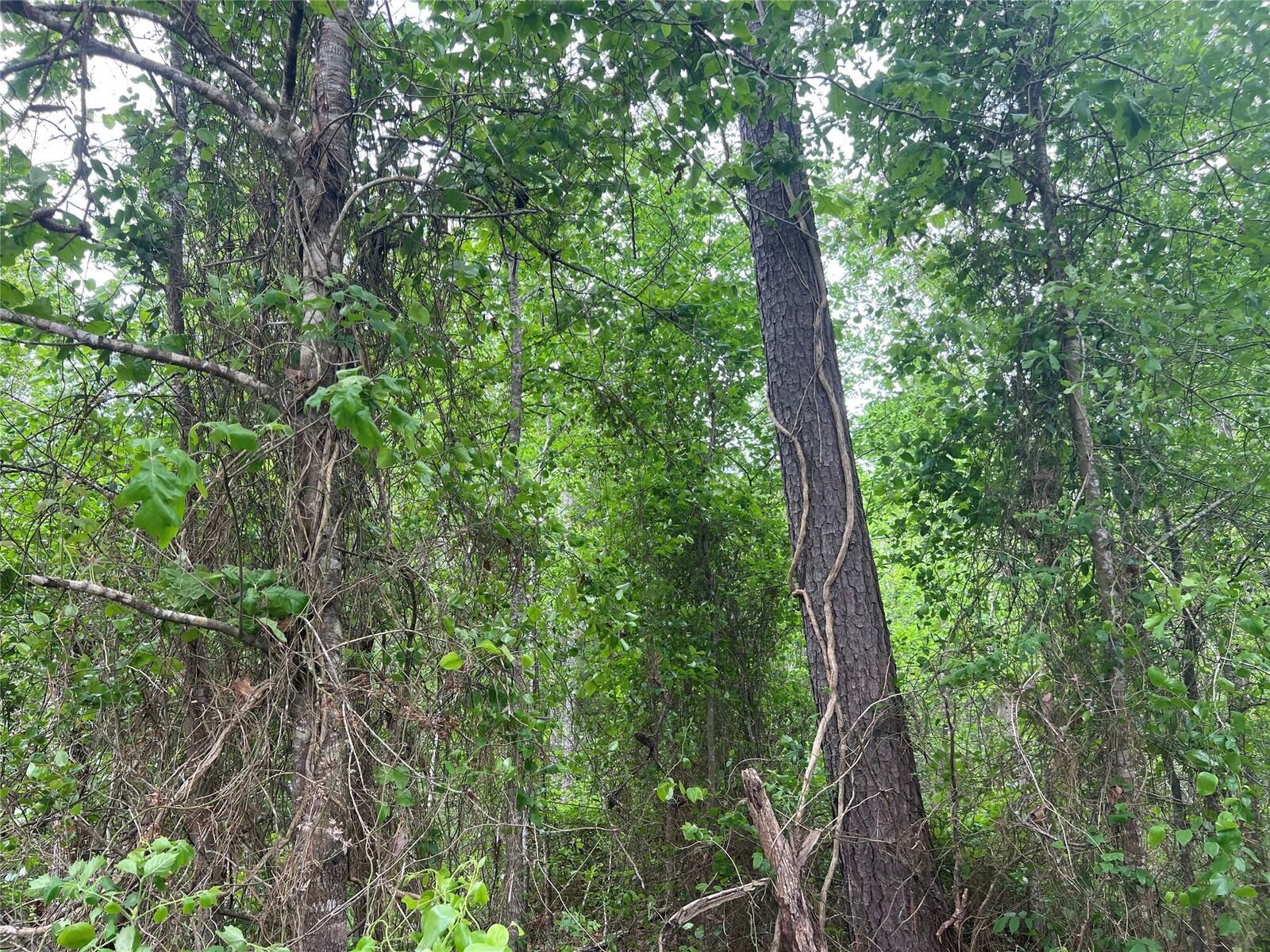 Property Photo:  000 Cemetery Road  TX 77575 