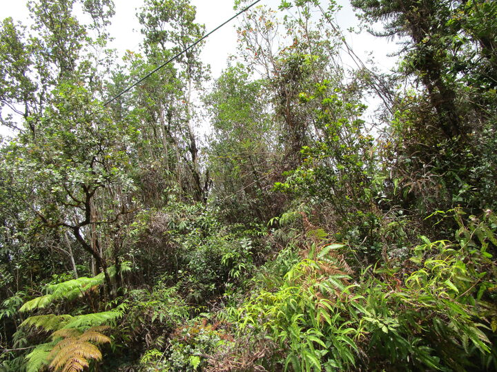 Property Photo:  Pilo St  HI 96771 