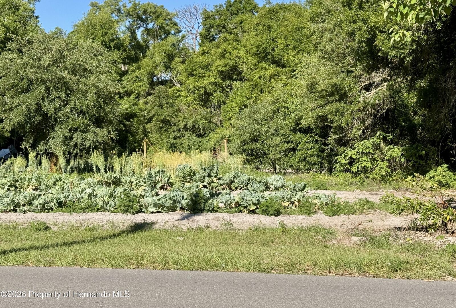 Property Photo:  00 County Road 213  FL 34785 