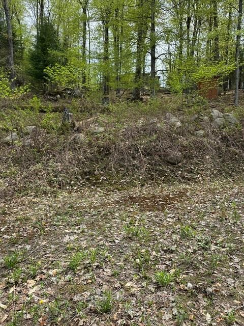 Tbd Bushwolf Lake Road — photo 1