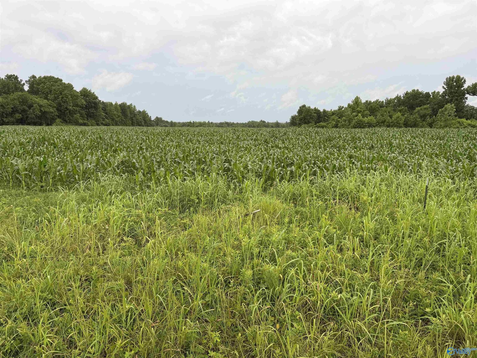 Property Photo:  786 Acres County Road 133  AL 35672 