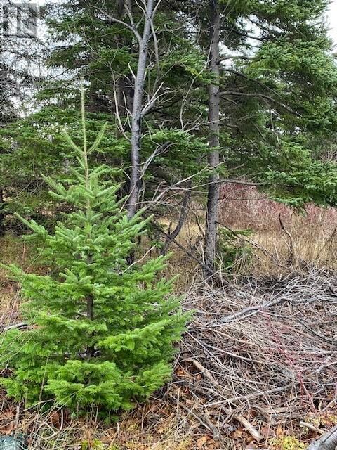 Property Photo:  104-108 Highway East  NL A0A 4G0 