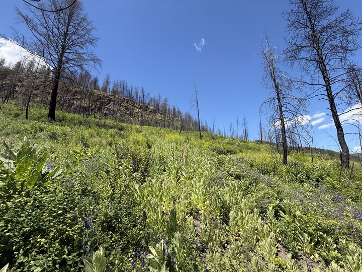 Property Photo: Tbd 4th Of July Creek Rd WA 99121