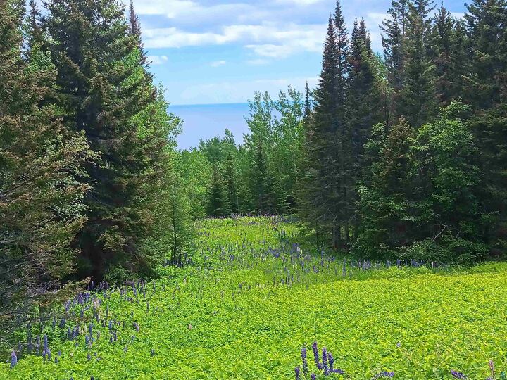 Property Photo:  871 Gunflint Tr  MN 55604 