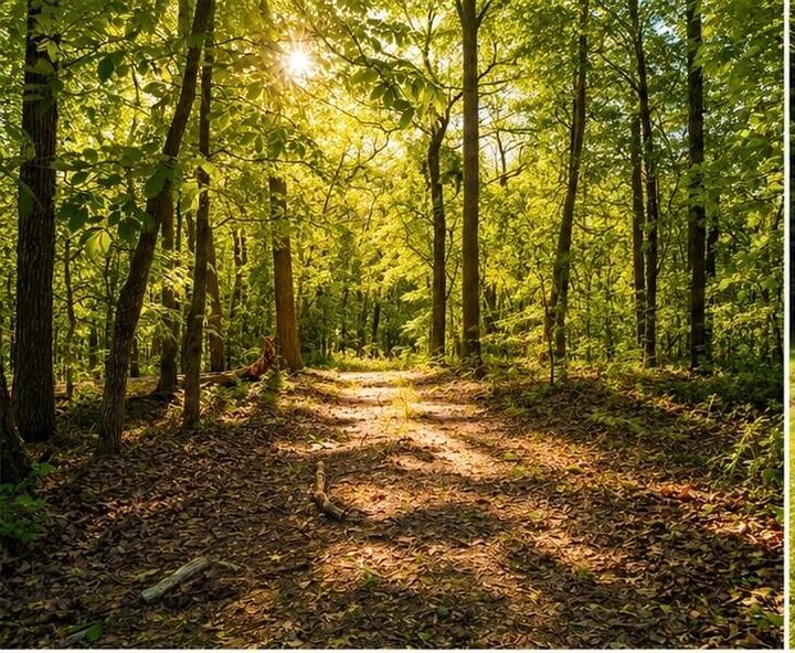 Property Photo:  1029 Bear Hollow Road  MO 64856 