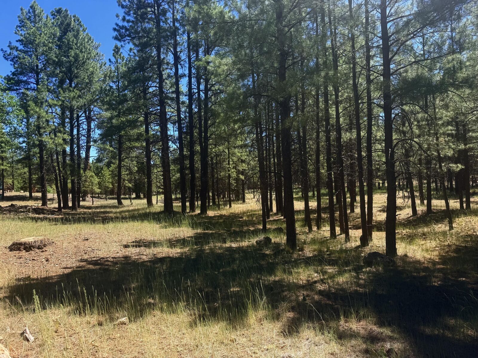 Property Photo:  2124 Antelope Way  AZ 86024 
