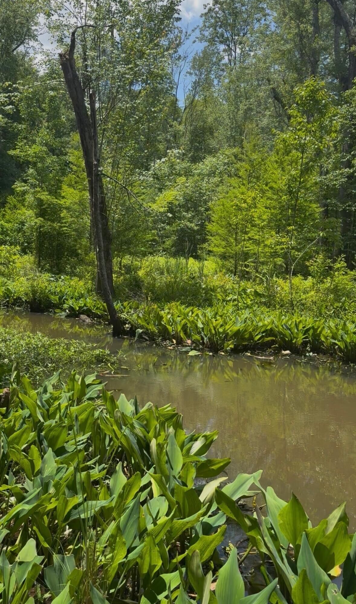Property Photo:  0 Gardenia Road # 00  SC 29817 