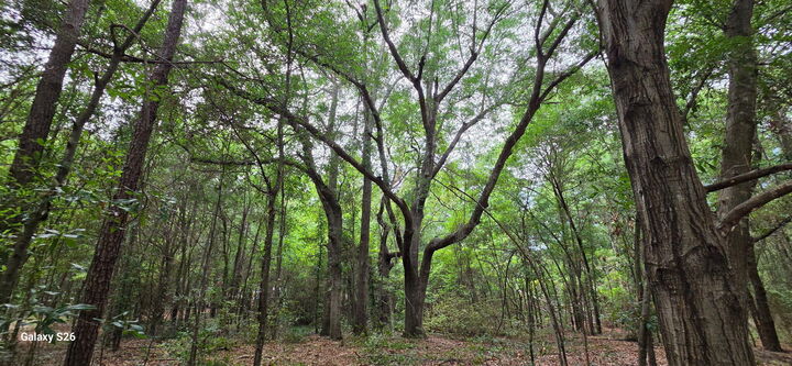 Property Photo:  00 Cooper Lane (Fronts Hwy 301 St Paul Road) Lot #13  SC 29148 