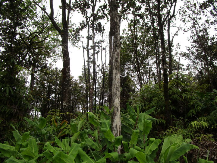 Property Photo: Alaula St HI 96785