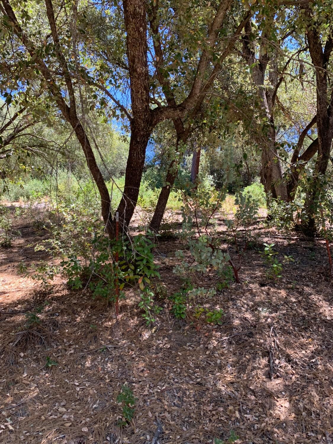 Property Photo: 685 Grant Lane CA 95247
