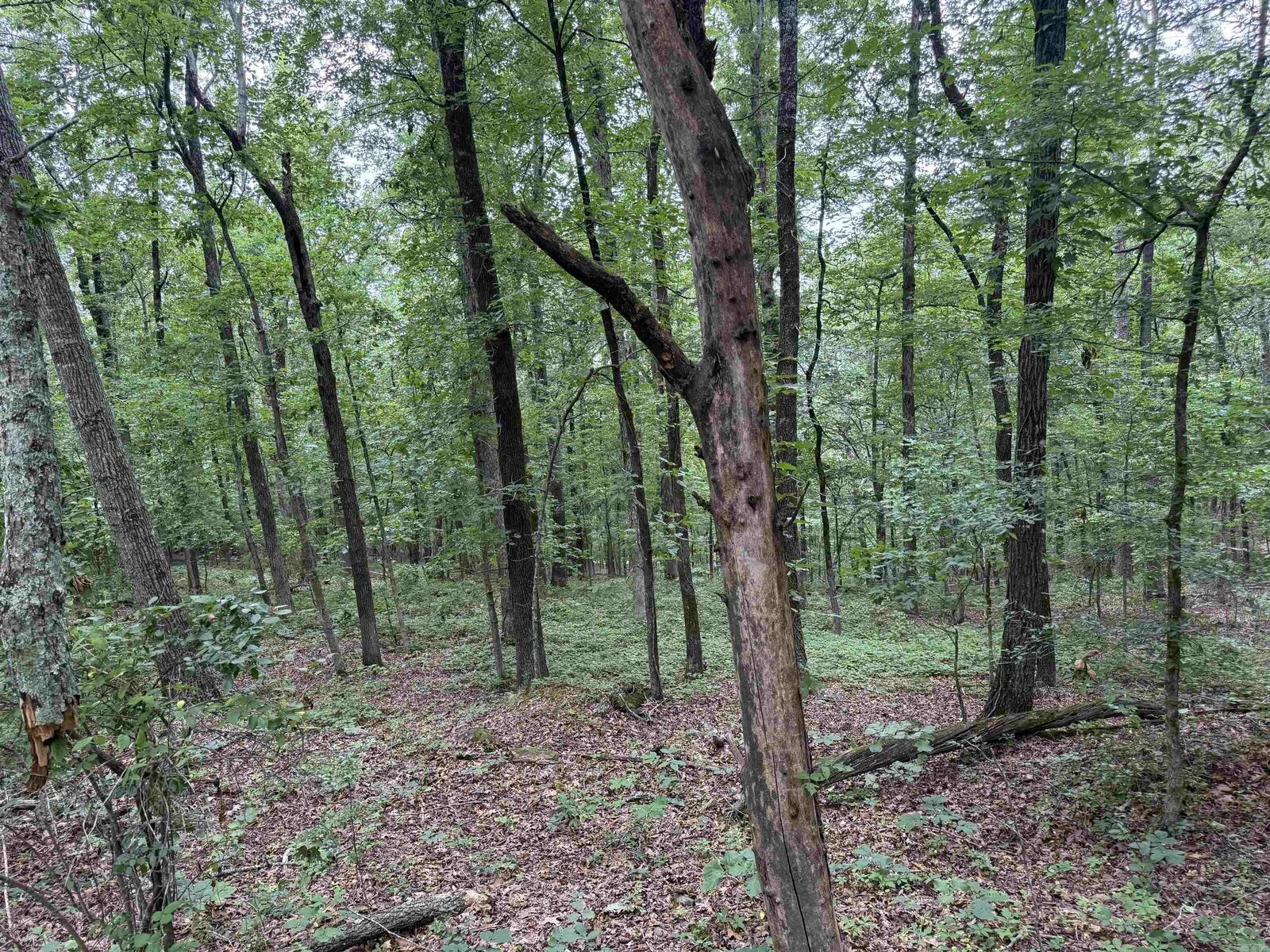 Property Photo:  Pine Drive  AR 72543-7790 