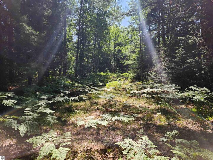 Property Photo: 10 Acres Christie Drive MI 49646