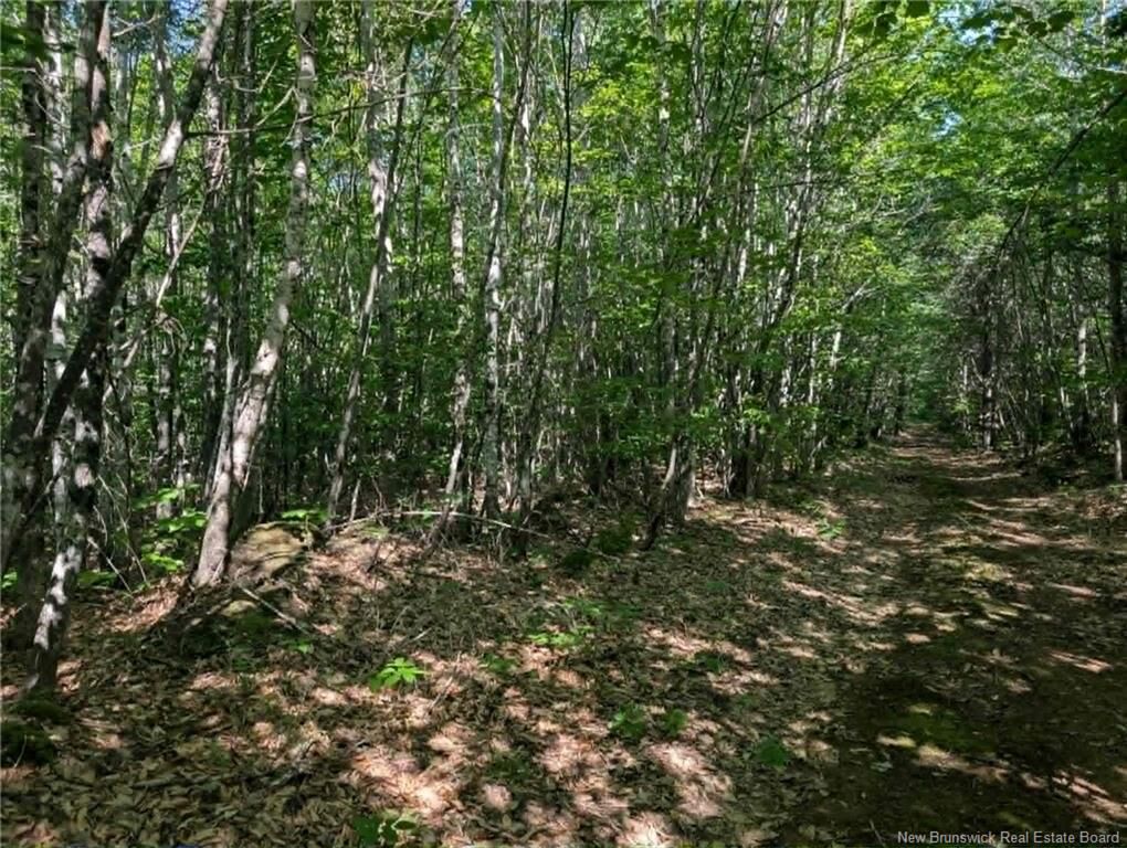 Property Photo:  Wood Lot Green Road  NB E4Z 1T6 