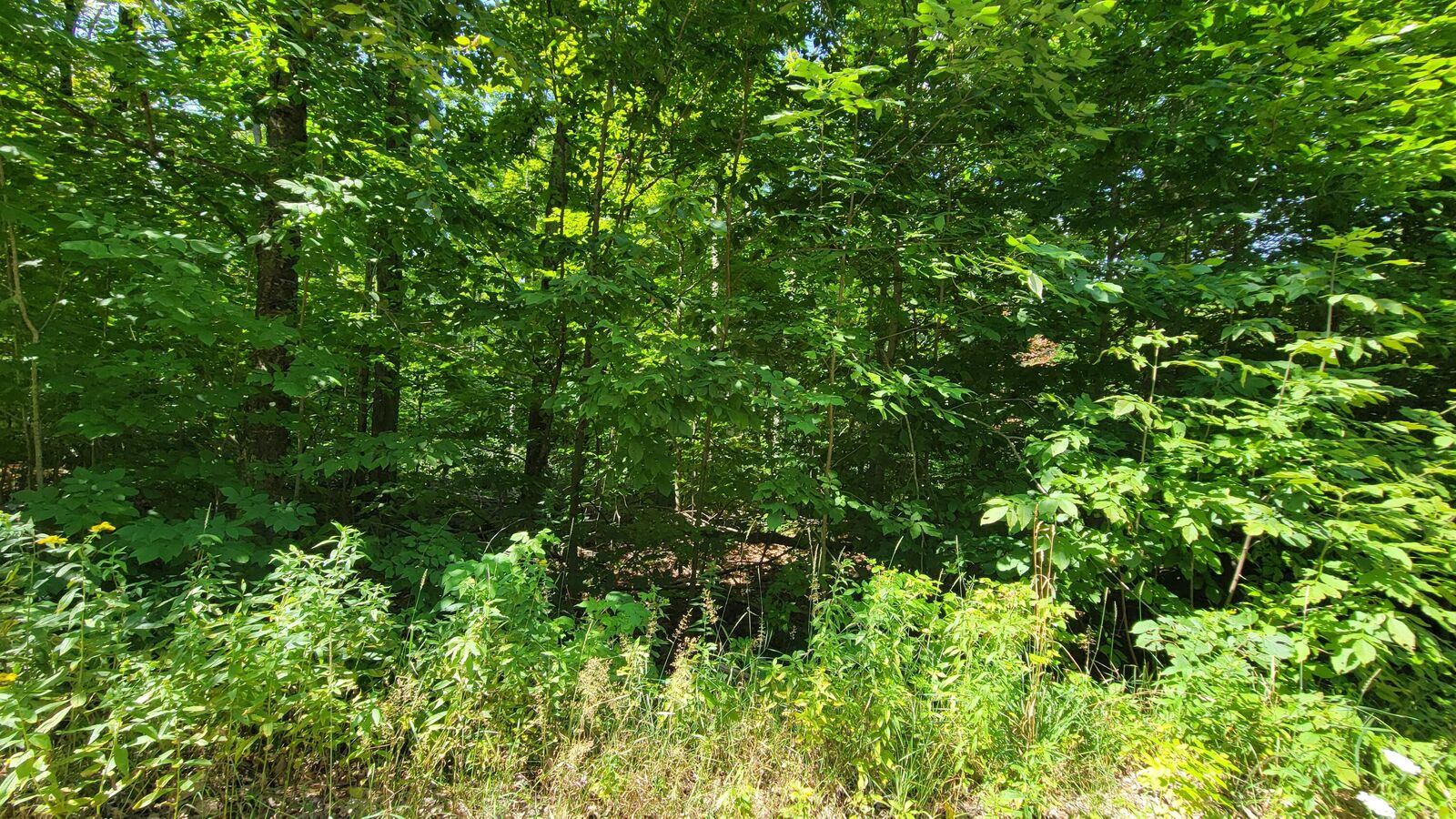 Property Photo: Lot 223 Beechnut Ln MI 49799