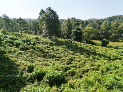 Property Photo: Lot 31 Arbor Creek Trail GA 30559