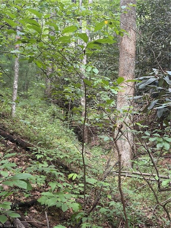 Property Photo: Tbd Old Nc Highway 16 NC 28651