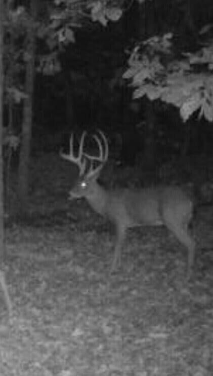 Property Photo: 114 Acres Styles Road MO 64854