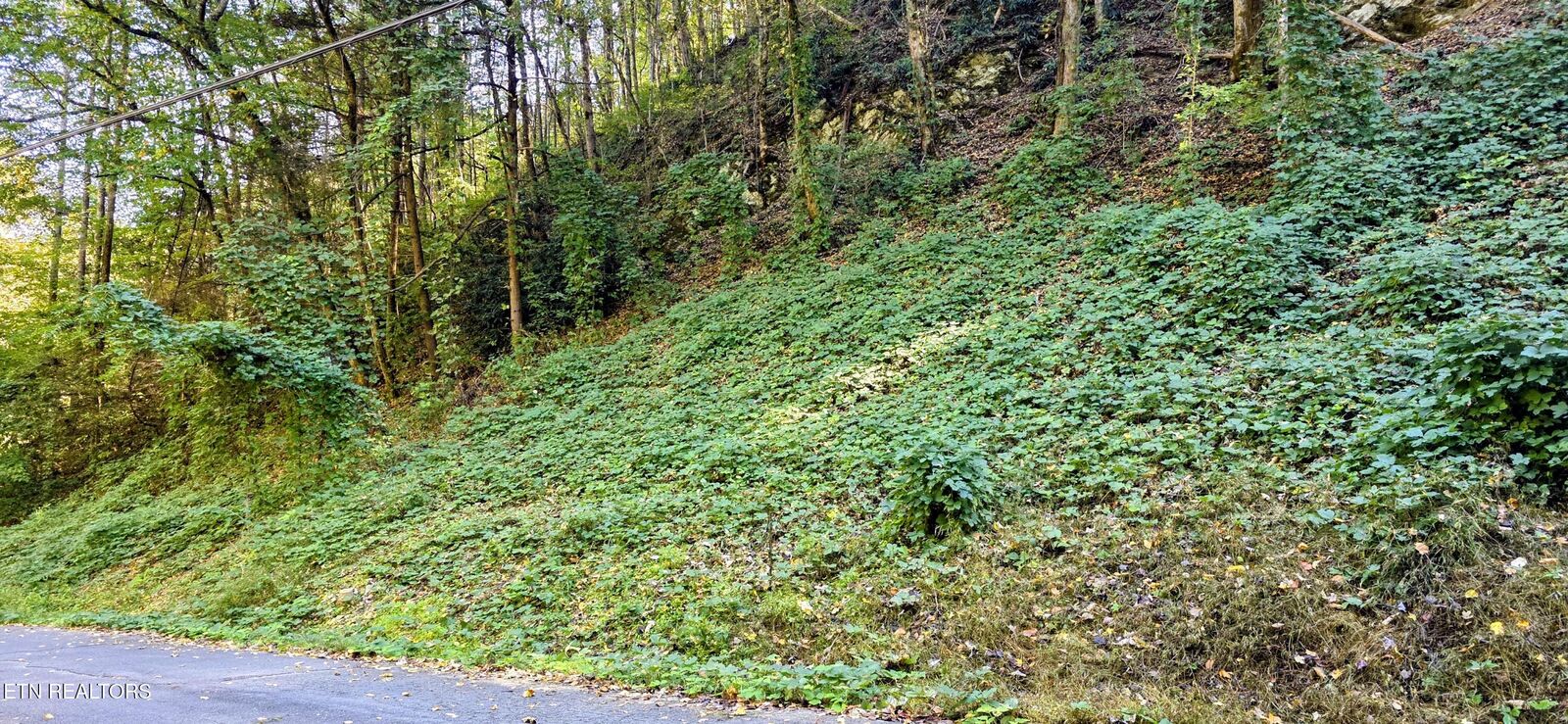 Property Photo:  Lot 40 Black Walnut Flats Rd  TN 37862 