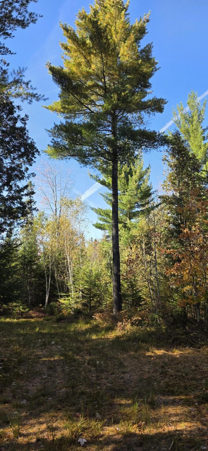 Property Photo:  Tbd E 8 Mile Rd  MI 49783 