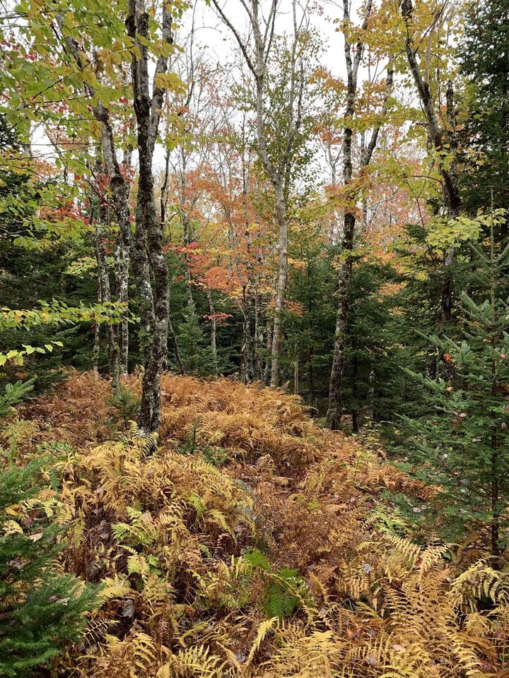 Property Photo:  Block 1 No 316 Highway  NS B0H 1J0 