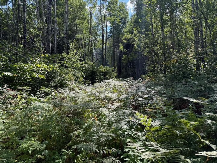 Property Photo: Xyz No Name Road MN 55705