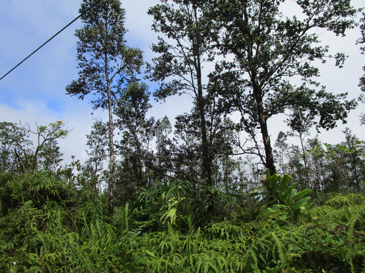 Property Photo: Ala Naulani Rd HI 96785